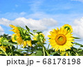 夏の名物!大きなひまわり 夏の名物!大きなひまわり 68178198