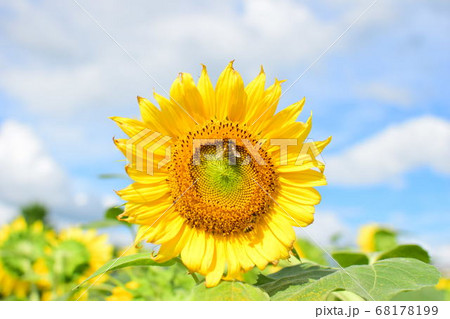 青空に映える一輪のひまわり 68178199