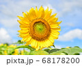 青空に映える一輪のひまわり 青空に映える一輪のひまわり 68178200