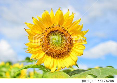 青空に映える一輪のひまわり 68178200