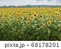 ひまわりの楽園 ひまわりの楽園 68178201