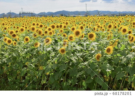 ひまわりの楽園 ひまわりの楽園 68178201