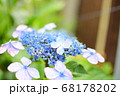 あじさい あじさい 68178202