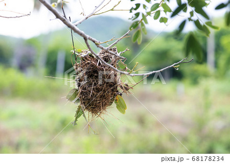 Empty bird's nest hanging on branches in nature. 68178234
