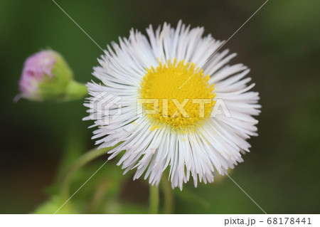 庭に咲くハルジオンの白い花の写真素材
