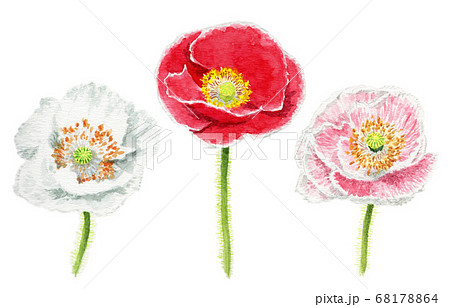 水彩で描いた3色のポピーの花のイラストのイラスト素材