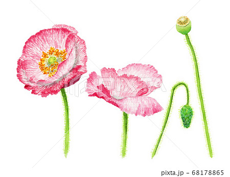 水彩で描いたポピーの花とつぼみのイラストのイラスト素材