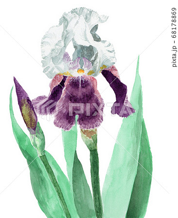 水彩で描いたジャーマンアイリスの花とつぼみのイラストのイラスト素材