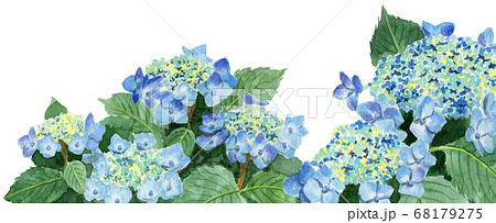 ブログ用ヘッダ画像水色のガクアジサイ ブログ用ヘッダ画像水色のガクアジサイ 68179275