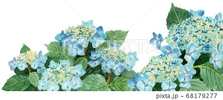 ブログ用ヘッダ画像水色のガクアジサイ 68179277