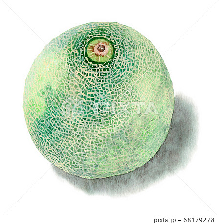 水彩で描いたメロンまるごと1個 68179278