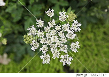 白 花 植物 68179917
