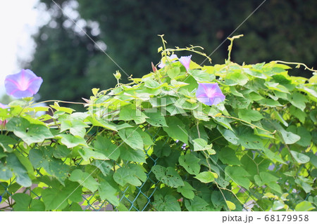 アサガオの花 アサガオの花 68179958