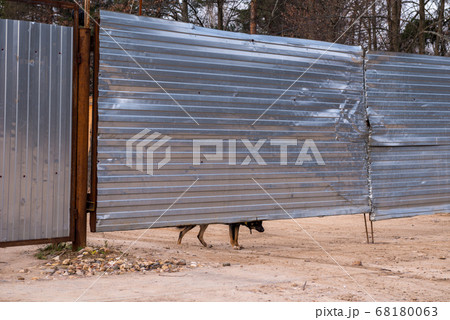 Guard dog looking out from under the fence 68180063