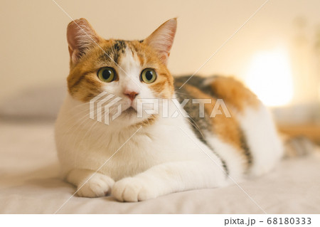 室内でくつろぐ三毛猫 68180333