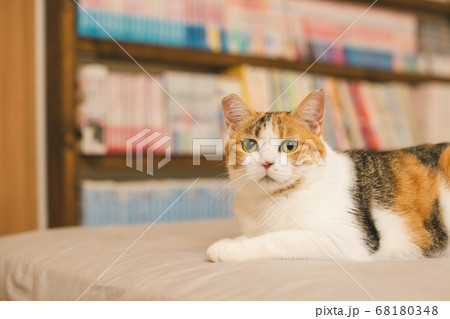 室内でくつろぐ三毛猫 室内でくつろぐ三毛猫 68180348