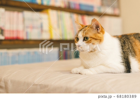 室内でくつろぐ三毛猫 68180389