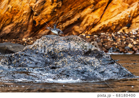 Galapagos penguin screaming on rock of Isabela Island, Galapagos Islands. Endangered species on Galapagos. Amazing animals and wildlife 68180400