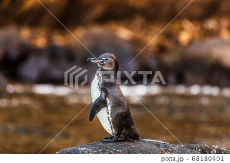 Galapagos penguin of Isabela Island, Galapagos Islands. Endangered species on Galapagos. Amazing animals and wildlife 68180401