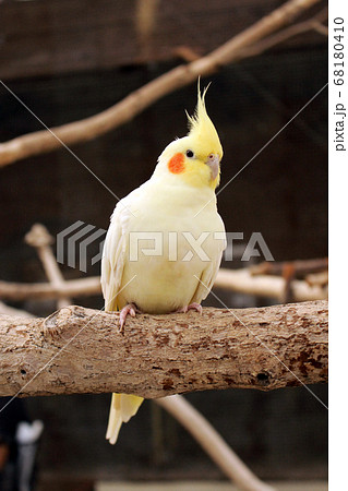 おすましオカメインコ おすましオカメインコ 68180410