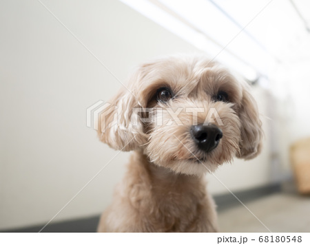 じっと座って見つめるかわいいアプリコットの小型犬 トイプードル マルプー の写真素材