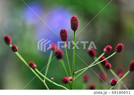 ワレモコウ ワレモコウ 68180651