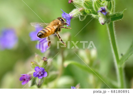 アルカネットからアルカネットへ飛び回る蜜蜂 アルカネットからアルカネットへ飛び回る蜜蜂 68180891