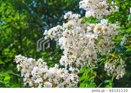 朝陽の白いサルスベリの写真素材