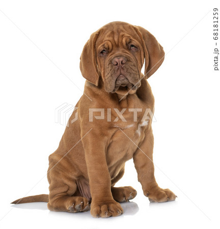 puppy Dogue de Bordeaux 68181259