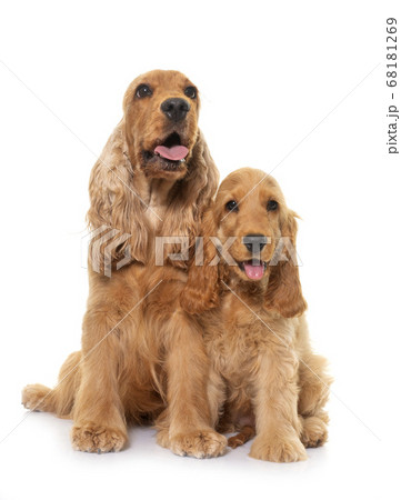 two cocker spaniel in studio 68181269