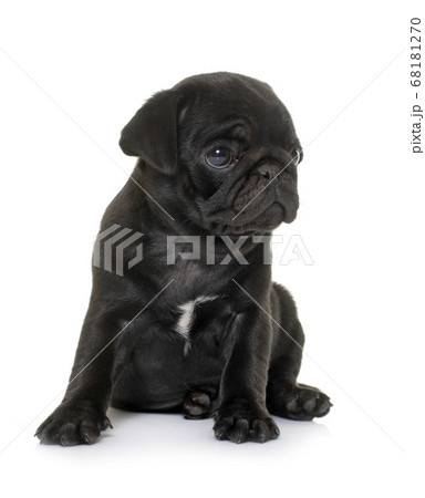 puppy black pug 68181270