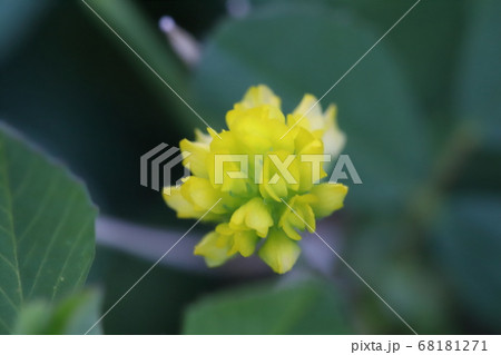 野原に咲くコメツブツメクサの黄色い花 野原に咲くコメツブツメクサの黄色い花 68181271