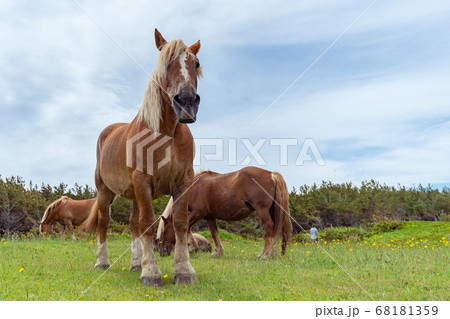 【青森県下北半島尻屋崎】尻屋崎の寒立馬 68181359