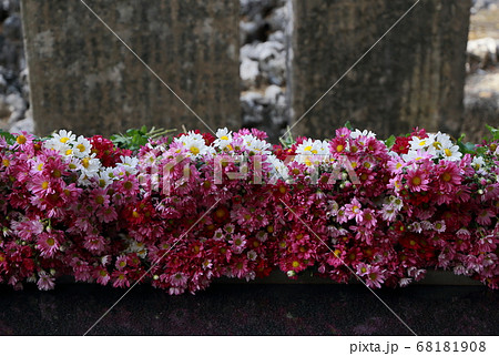 沖縄ひめゆりの塔献花菊の花 沖縄ひめゆりの塔献花菊の花 68181908