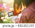 写真教室でコスモスを撮影する女性 68182135
