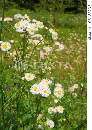 ハルジオン　雑草　草　植物　　 68182233