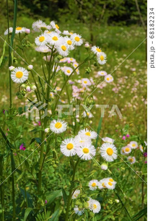 ハルジオン　雑草　草　植物　　 68182234