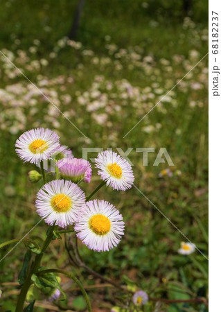 ハルジオン　雑草　草　植物　　 68182237