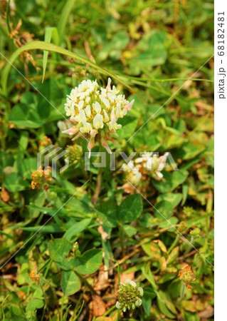 シロツメクサ 雑草 草 植物 の写真素材