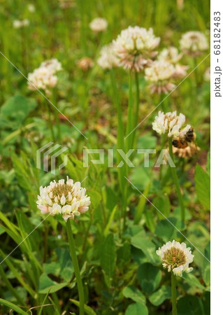 シロツメクサ　ミツバチ　雑草　草　植物　　 68182483