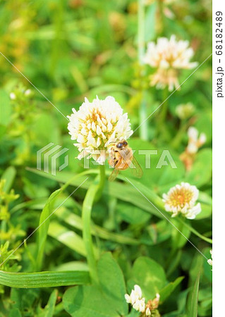 シロツメクサ ミツバチ 雑草 草 植物 の写真素材 6814