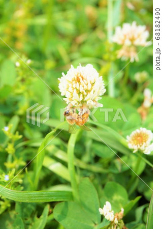シロツメクサ ミツバチ 雑草 草 植物 シロツメクサ ミツバチ 雑草 草 植物 68182490