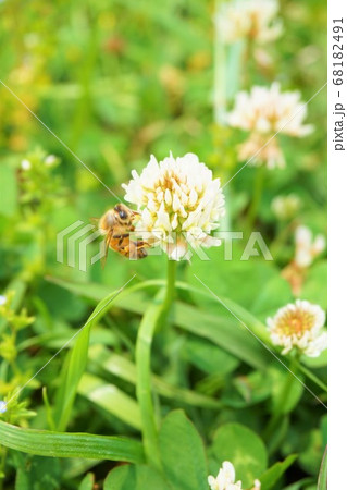 シロツメクサ ミツバチ 雑草 草 植物 の写真素材