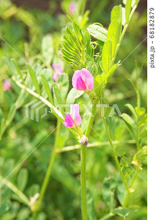 ヤハズエンドウ　雑草　草　植物　　 68182879