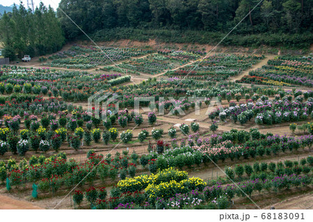 世羅高原農場のダリア園の写真素材