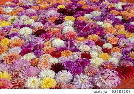 世羅高原農場のダリア 水中花 世羅高原農場のダリア 水中花 68183108