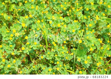 コメツブツメクサ 雑草 草 花 植物 コメツブツメクサ 雑草 草 花 植物 68183224