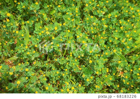 コメツブツメクサ　雑草　草　花　植物　 68183226