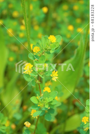 コメツブツメクサ　雑草　草　花　植物　 68183228