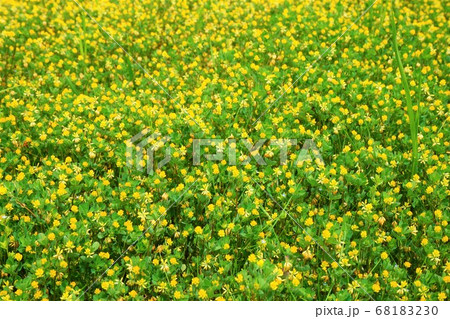 コメツブツメクサ 雑草 草 花 植物 コメツブツメクサ 雑草 草 花 植物 68183230